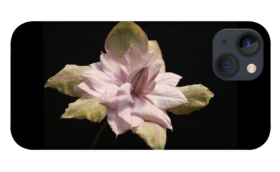 Abundant iPhone 13 Case featuring the photograph Violet Elizabeth Clematis by Tammy Pool