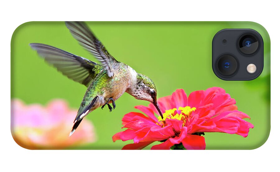 Hummingbird iPhone 13 Case featuring the photograph Hummingbird Waiting in the Wings by Christina Rollo