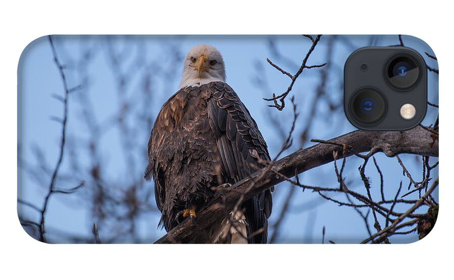 Bald Eagle iPhone 13 Case featuring the photograph Watching by David Kirby