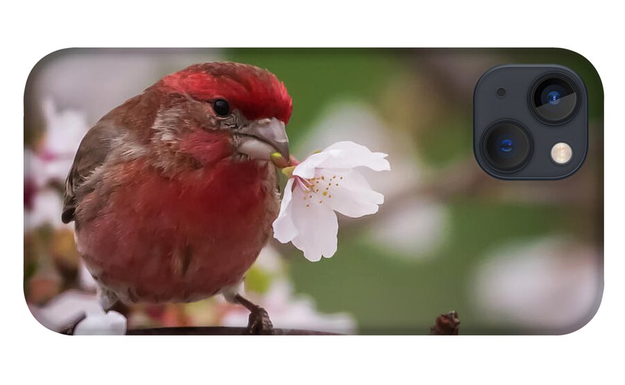 Terry D Photography iPhone 13 Case featuring the photograph Welcome Spring House Finch with Flower by Terry DeLuco