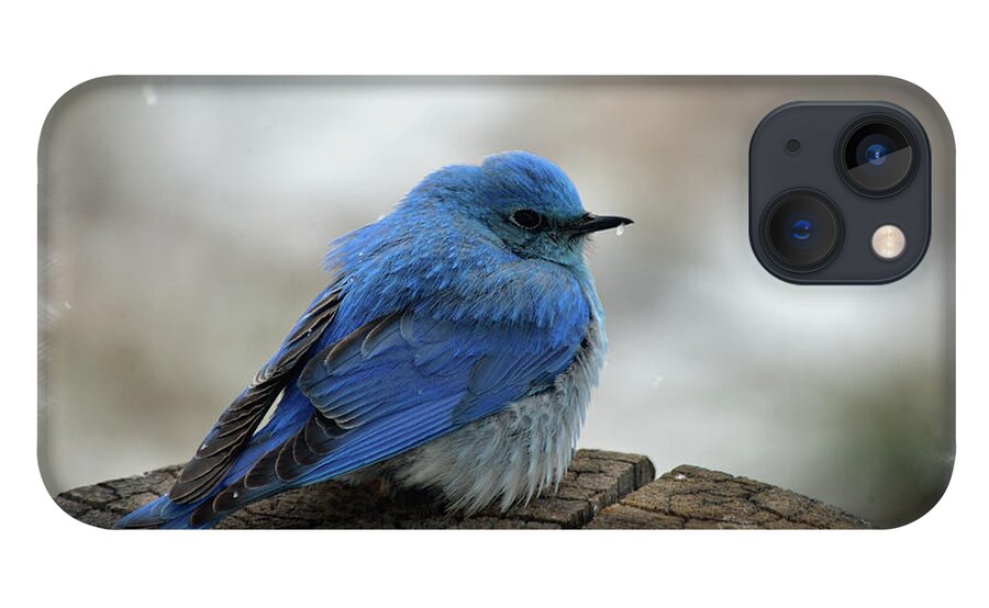 Mountain Bluebird iPhone 13 Case featuring the photograph Mountain Bluebird on Cold Day by Kae Cheatham