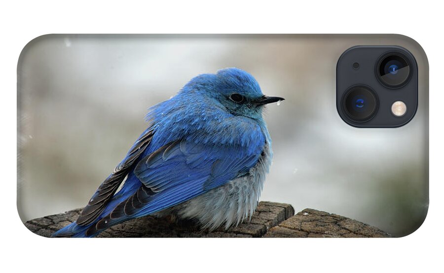 Western Bluebird iPhone 13 Case featuring the mixed media Mountain Bluebird on Cold Day by Kae Cheatham