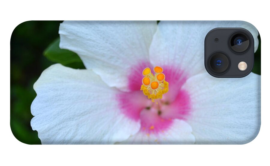 Flower iPhone 13 Case featuring the photograph White and Pink Hibiscus by Amy Fose