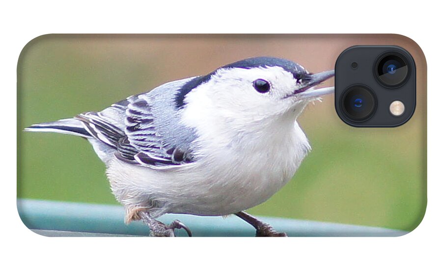 White-breasted Nuthatch iPhone 13 Case featuring the photograph White-breasted Nuthatch I by Robert E Alter Reflections of Infinity