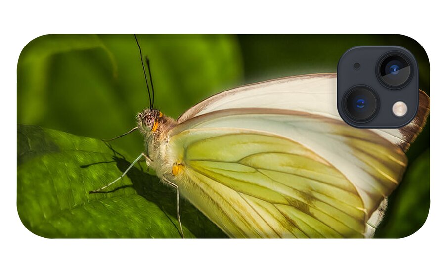 Animals iPhone 13 Case featuring the photograph White Butterfly Sunning by Rikk Flohr