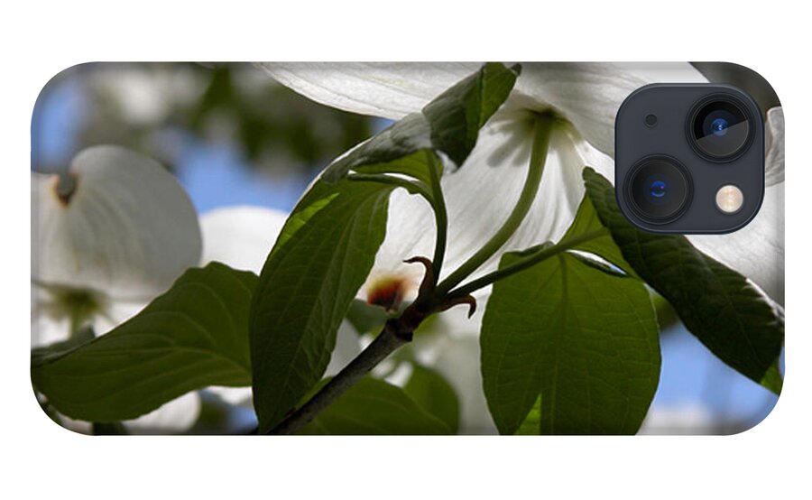 White iPhone 13 Case featuring the photograph White Dogwood by Kathleen Gauthier
