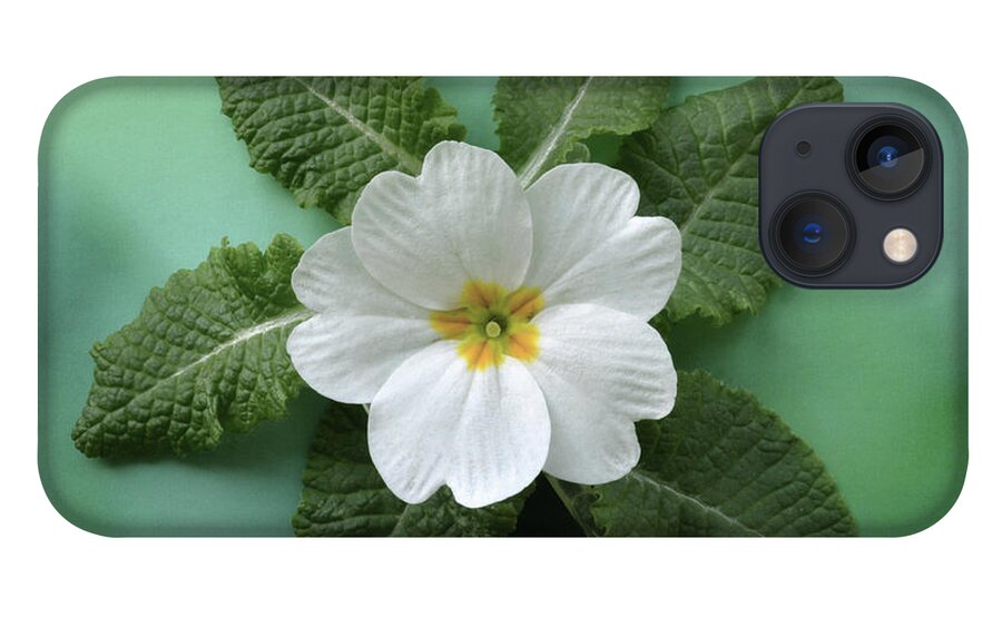 Primrose iPhone 13 Case featuring the photograph White Primrose by Terence Davis