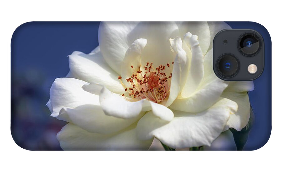 Background iPhone 13 Case featuring the photograph White rose on a blue background by Tim Abeln