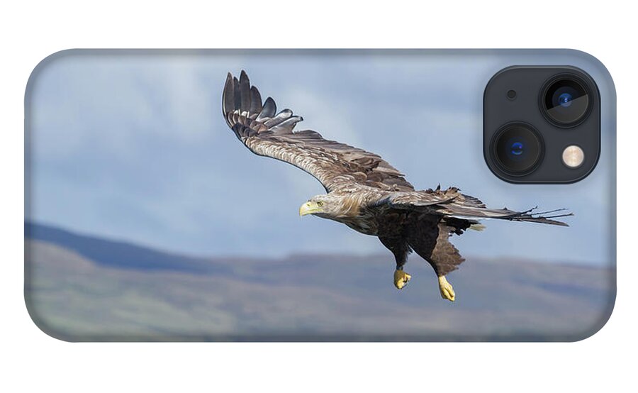 White-tailed Eagle iPhone 13 Case featuring the photograph White-Tailed Eagle On Mull by Pete Walkden