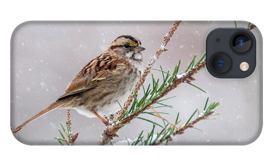 Bird iPhone 13 Case featuring the photograph White Throated Sparrow by Cathy Kovarik