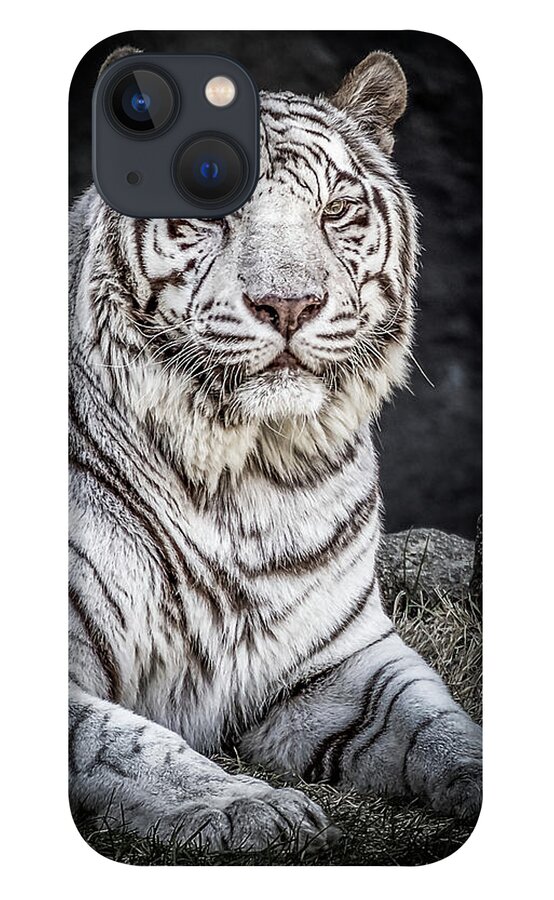 Big Cat iPhone 13 Case featuring the photograph White Tiger by Ron Pate