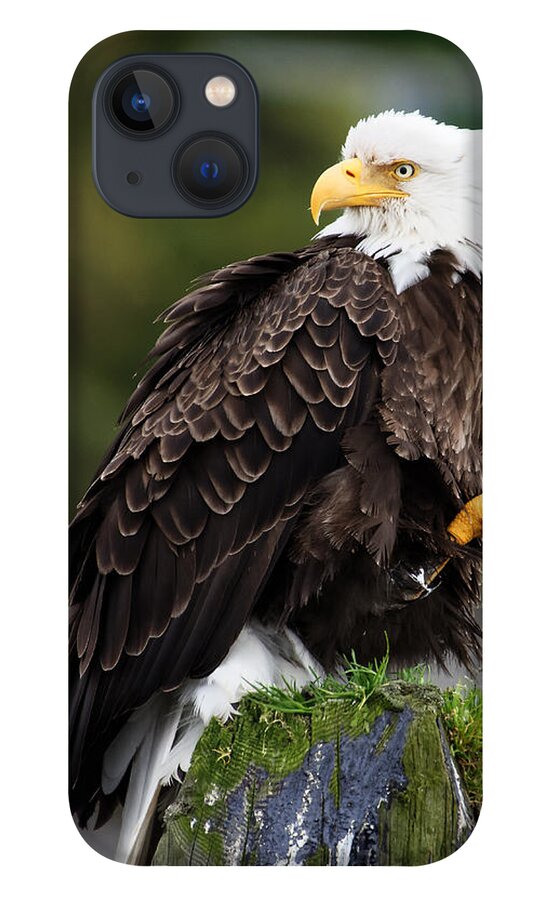 United States iPhone 13 Case featuring the photograph Who's Back There? -- Bald Eagle at Sitka, Alaska by Darin Volpe