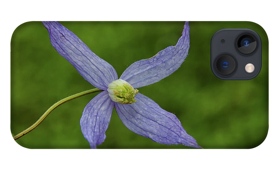 Bloom iPhone 13 Case featuring the photograph Wild blue flower by Debra Baldwin