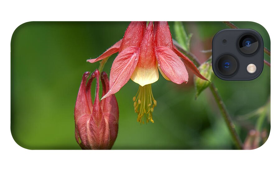 Nature iPhone 13 Case featuring the photograph Wild Columbine Aquilegia canadensis DSPF0358 by Gerry Gantt