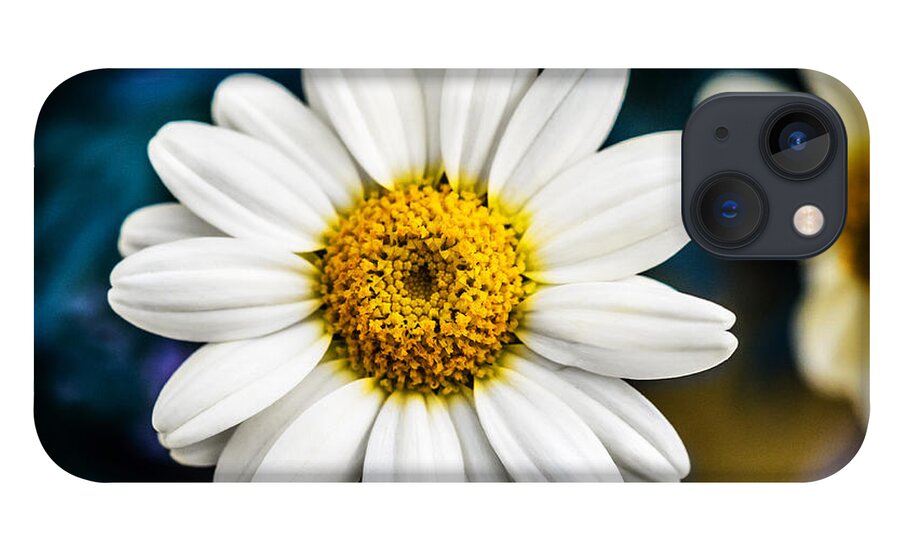 Daisy iPhone 13 Case featuring the photograph Wild Daisy by Nick Bywater