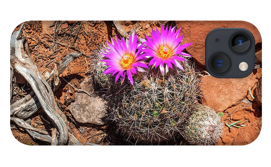 Wild Eye iPhone 13 Case featuring the photograph Wild Eyed Cactus by Lon Dittrick