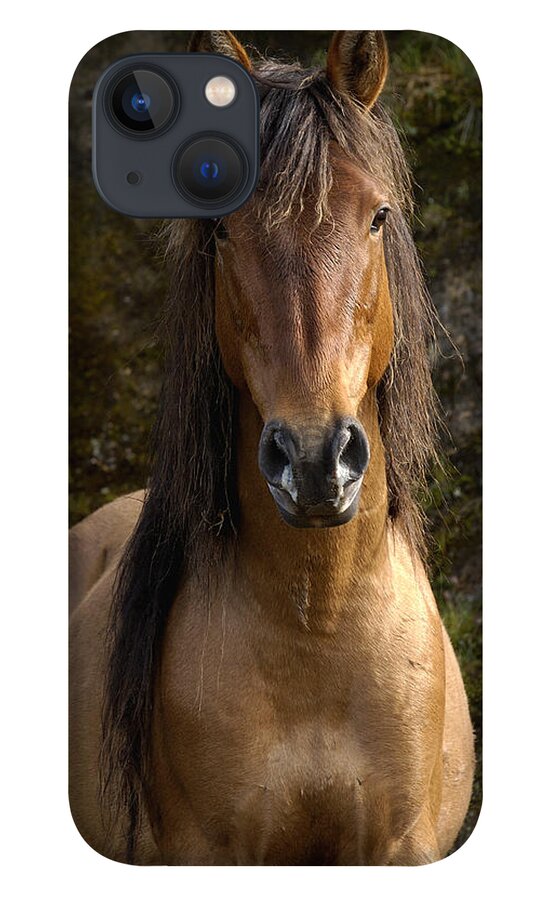 Mp iPhone 13 Case featuring the photograph Wild Horse Equus Caballus In Open by Pete Oxford