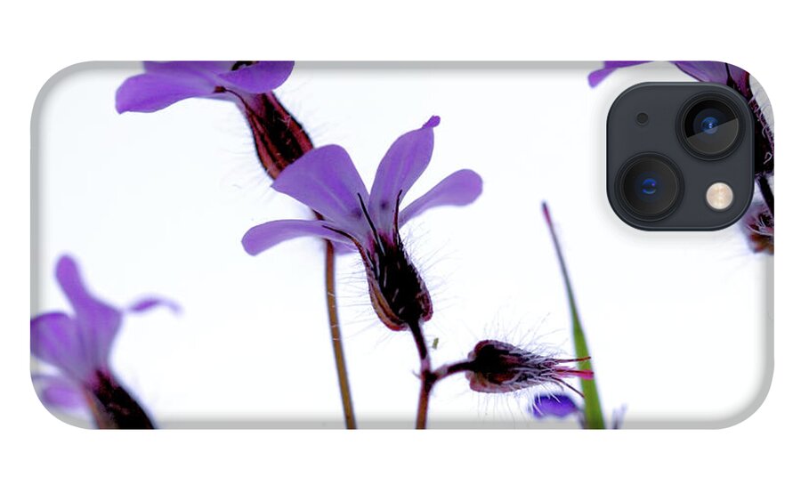 Macro iPhone 13 Case featuring the photograph Wild Knotted Cranesbill by Baggieoldboy