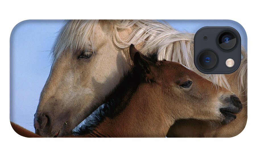 00340033 iPhone 13 Case featuring the photograph Wild Mustang Filly and Foal by Yva Momatiuk and John Eastcott