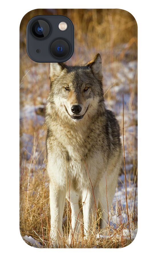 Nature iPhone 13 Case featuring the photograph Wild Wolf Portrait by Mark Miller