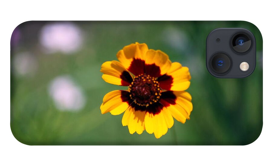 Wildflower iPhone 13 Case featuring the photograph Wildflower by Phil Burton