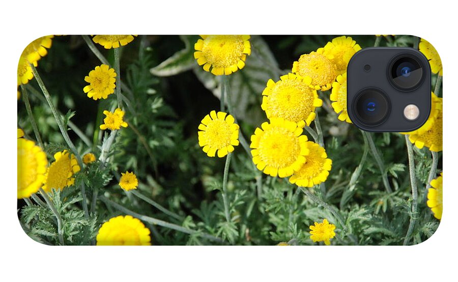 Yellow Flowers iPhone 13 Case featuring the photograph Wildflower Tansy by Ee Photography