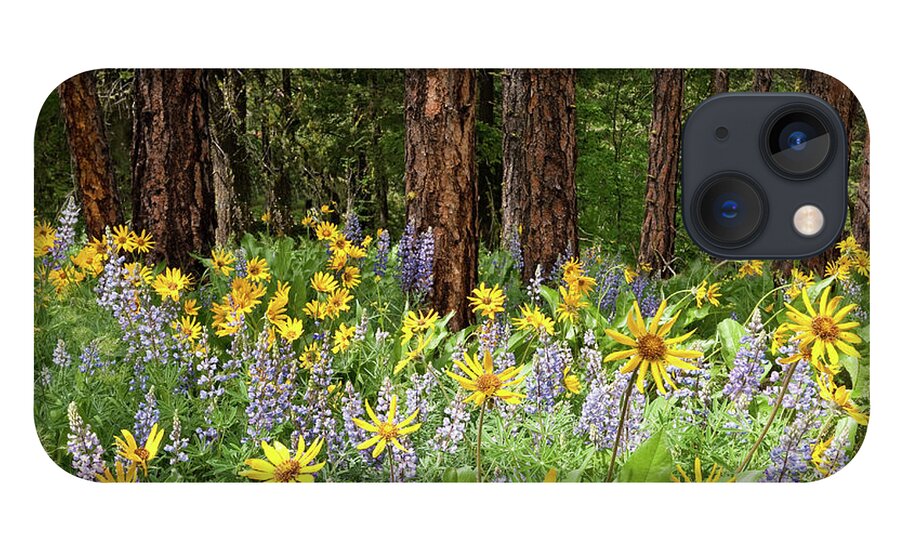 Arrowleaf Balsamroot iPhone 13 Case featuring the photograph Balsamroot and Lupine in a Ponderosa Pine Forest by Jeff Goulden
