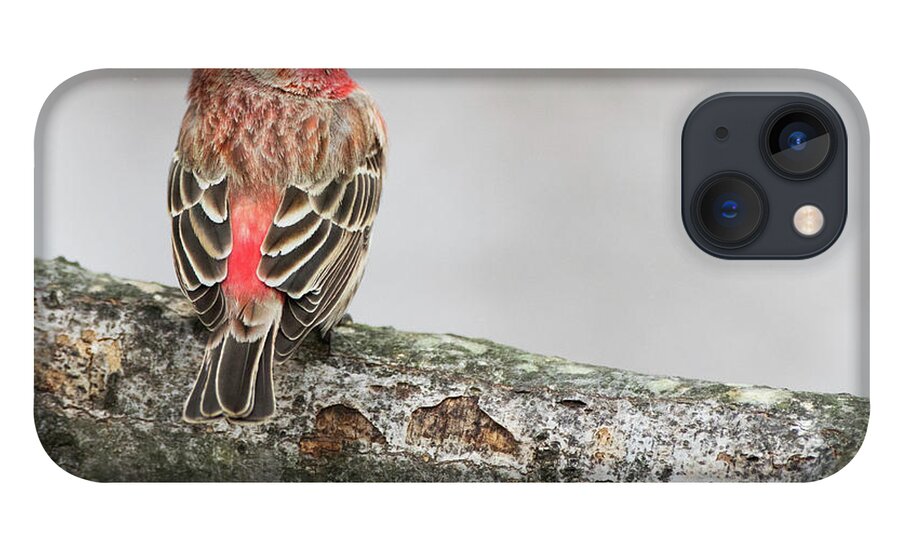 Bird iPhone 13 Case featuring the photograph Winter Glance by Art Cole