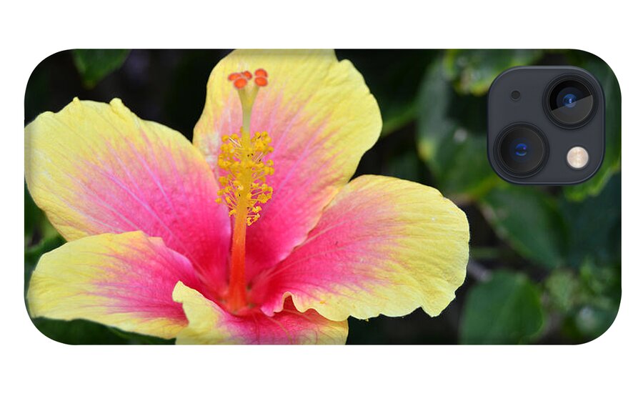 Flower iPhone 13 Case featuring the photograph Yellow and Pink Hibiscus 1 by Amy Fose
