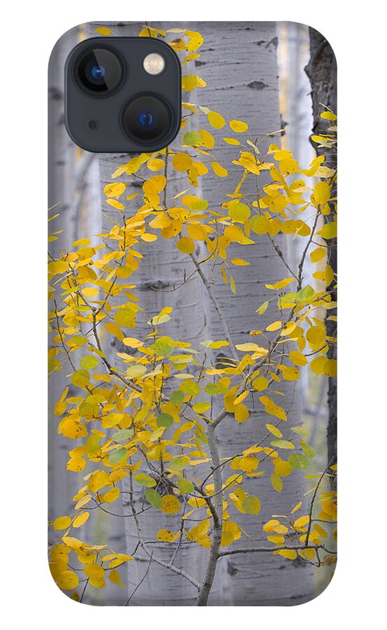 Aspen iPhone 13 Case featuring the photograph Yellow Aspen Tree by Ronda Kimbrow