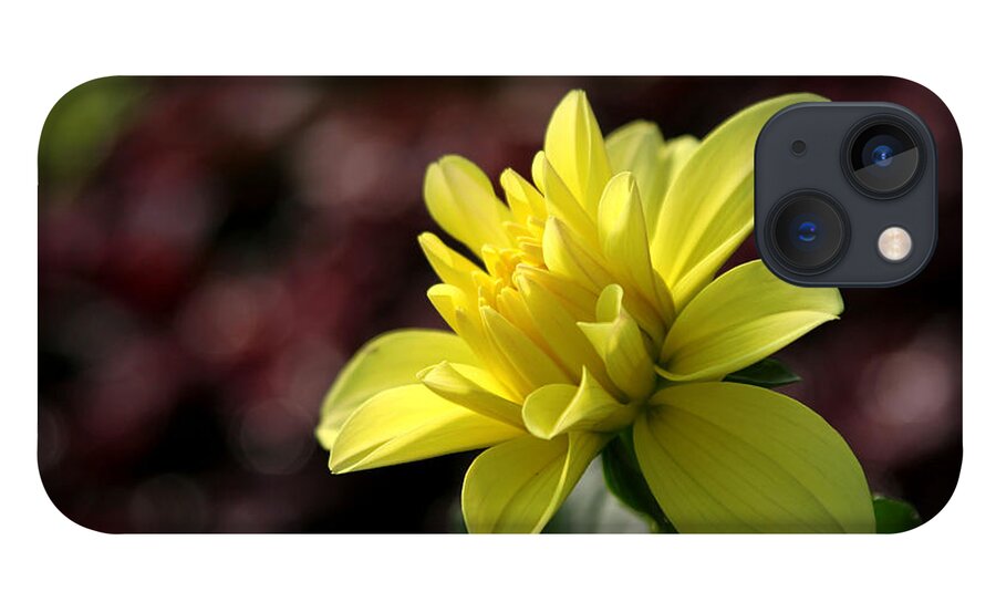 Flower iPhone 13 Case featuring the photograph Yellow bloom by Robert Och