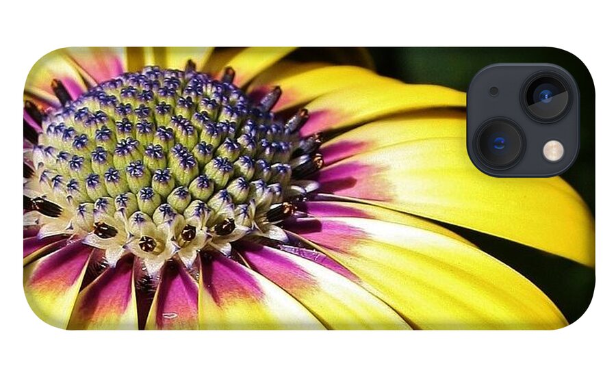 Flora iPhone 13 Case featuring the photograph Yellow Daisy Macro by Bruce Bley