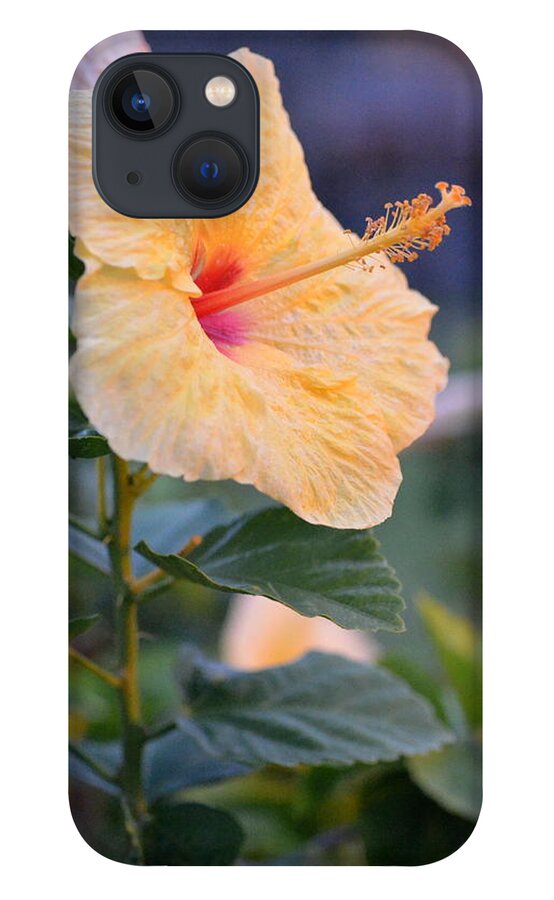 Flower iPhone 13 Case featuring the photograph Yellow Red Hibiscus Profile by Amy Fose