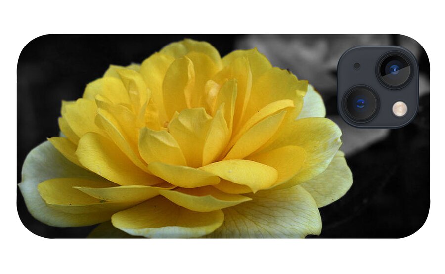 Rose iPhone 13 Case featuring the photograph Yellow Rose In Bloom by Smilin Eyes Treasures