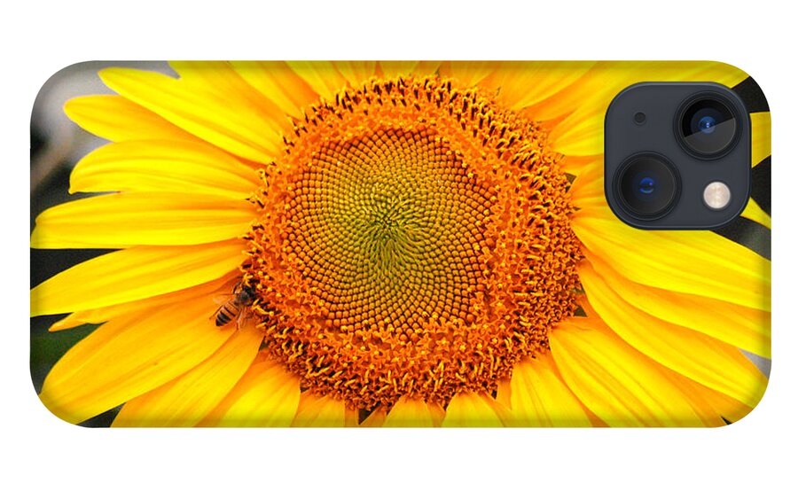 Sunflower iPhone 13 Case featuring the photograph Yellow Sunflower with bee by Amy Fose