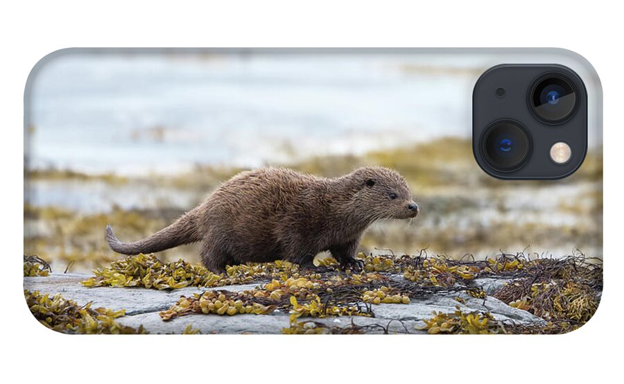 Otter iPhone 13 Case featuring the photograph Young Otter by Pete Walkden