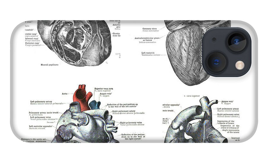 Heart iPhone 13 Case featuring the photograph 4 Views Of The Human Heart #1 by Steve Estvanik