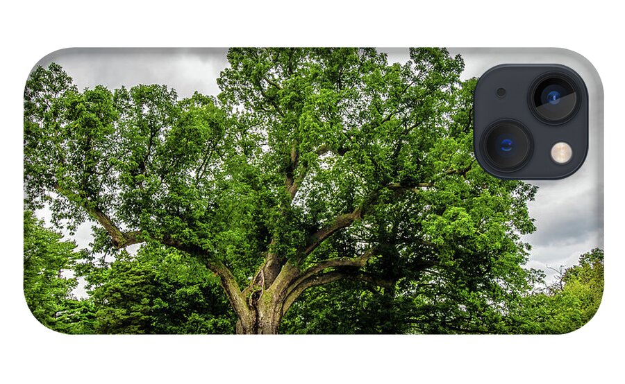 Centennial Oak iPhone 13 Case featuring the photograph Centennial Oak, Salem Oak Tree #1 by Louis Dallara