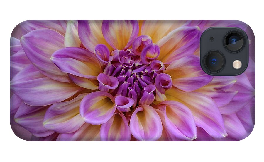Flower iPhone 13 Case featuring the photograph Dahlia 'Kidd's Climax' #1 by Ann Jacobson