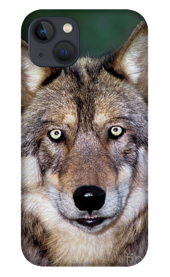 Gray Wolf iPhone 13 Case featuring the photograph Gray Wolf Portrait Endangered Species Wildlife Rescue #2 by Dave Welling