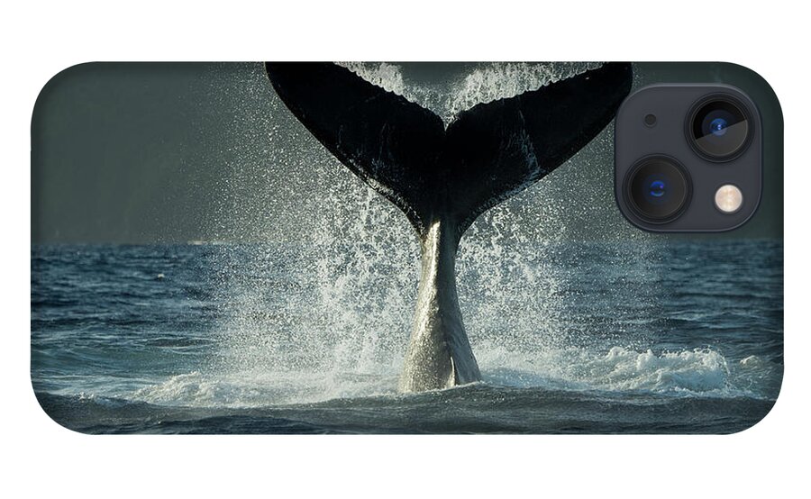 Animals iPhone 13 Case featuring the photograph Humpback Whale Tail Slapping #1 by Tui De Roy