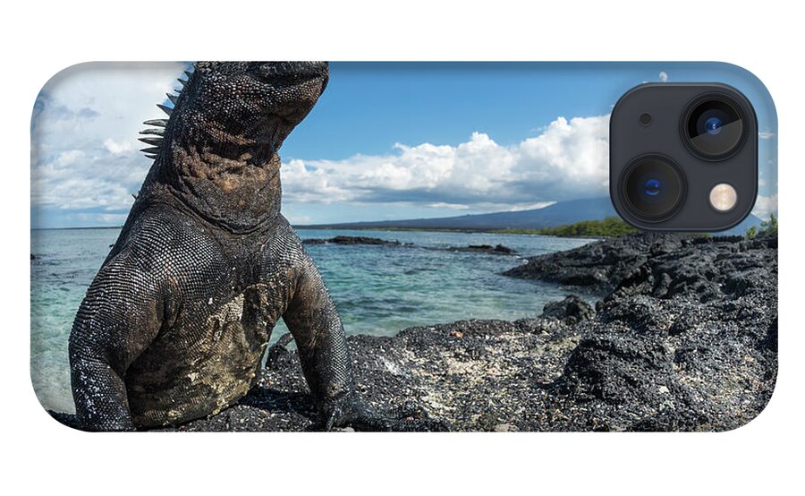 Animals iPhone 13 Case featuring the photograph Marine Iguana Basking On Coast by Tui De Roy