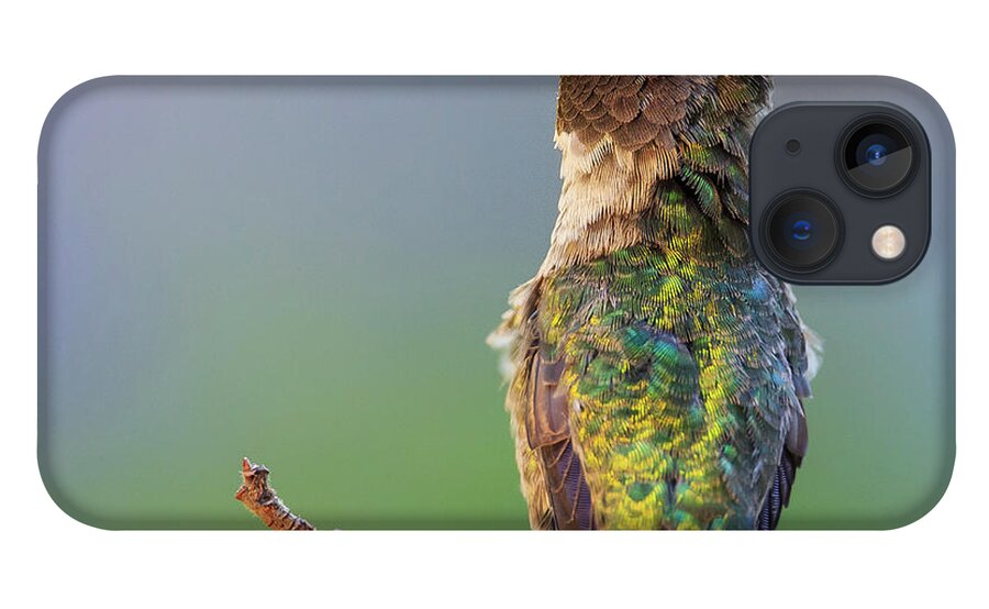 Animal iPhone 13 Case featuring the photograph Midsummer Night's Dream V - Male Anna's Hummingbird #1 by Briand Sanderson