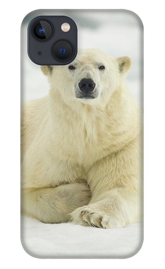 Dawn iPhone 13 Case featuring the photograph Polar Bear, Svalbard, Norway #1 by Paul Souders