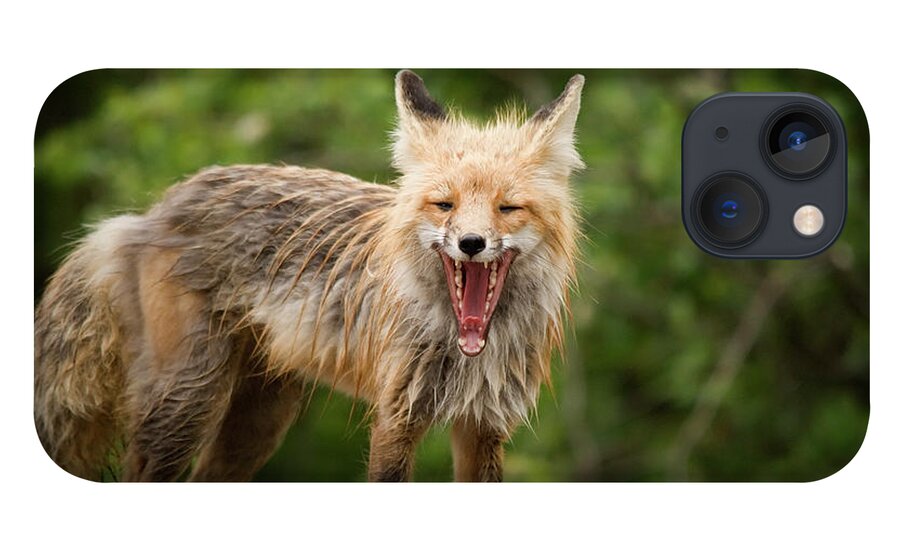 Snarling iPhone 13 Case featuring the photograph Red Fox Vulpes Vulpes In Prince Albert #1 by Philippe Widling / Design Pics