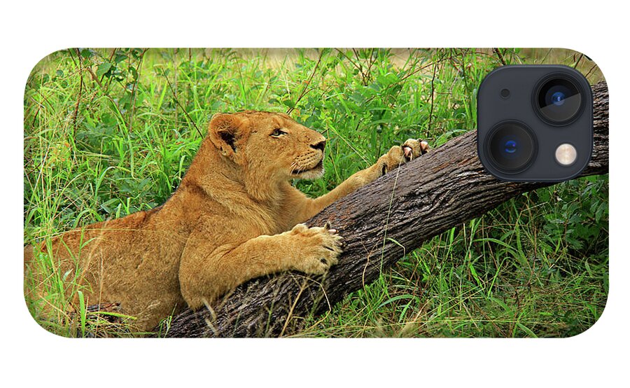 Lion iPhone 13 Case featuring the photograph Lioness by Richard Krebs