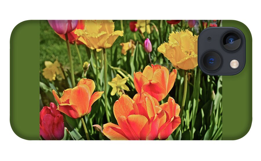 Tulips iPhone 13 Case featuring the photograph 2019 Acewood Tulips and Daffodils 1 by Janis Senungetuk