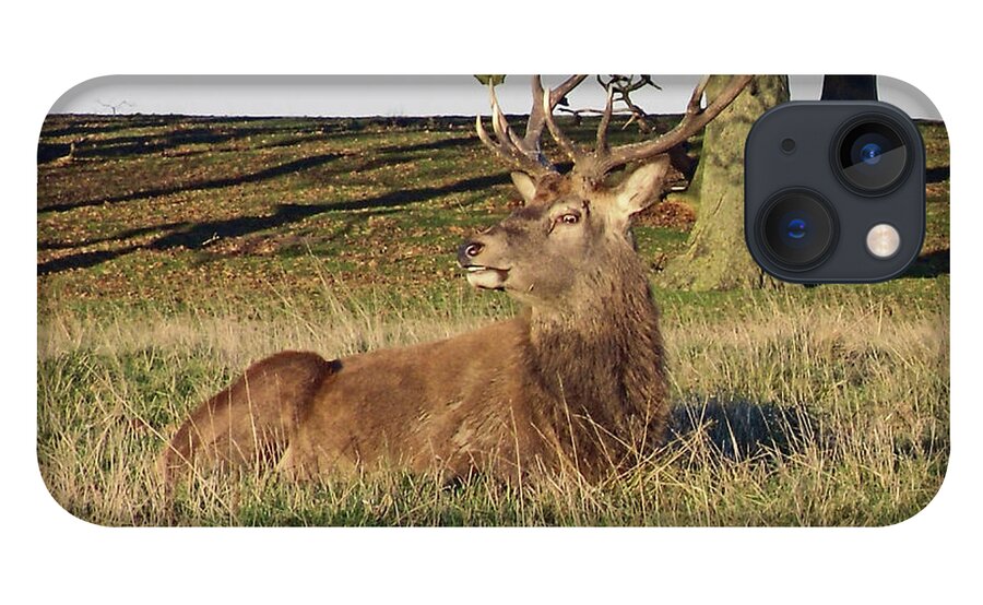 Knutsford iPhone 13 Case featuring the photograph 28/11/18 TATTON PARK. Stag in The Park. by Lachlan Main