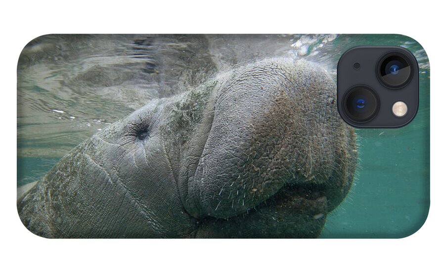 00544878 iPhone 13 Case featuring the photograph West Indian Manatee by Tim Fitzharris