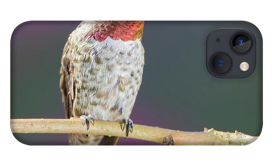 Animal iPhone 13 Case featuring the photograph Male Anna's Hummingbird #6 by Briand Sanderson